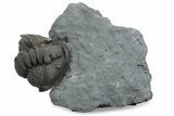 Wide Enrolled Flexicalymene Trilobite - Mt Orab, Ohio #375231-1